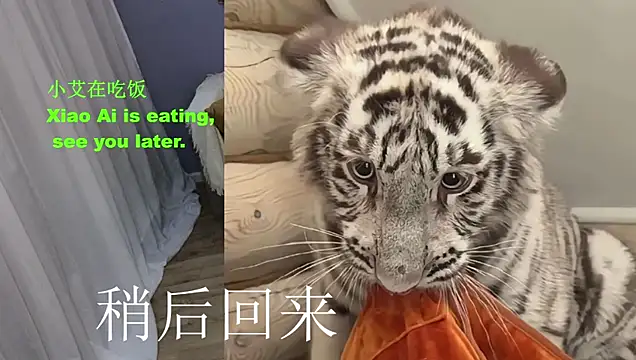 Xiaoai_007