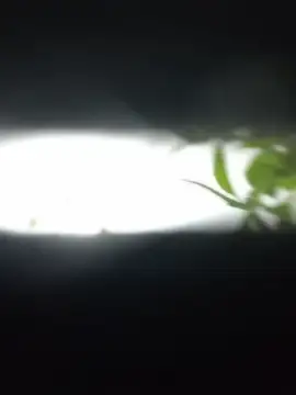 EffectFiona