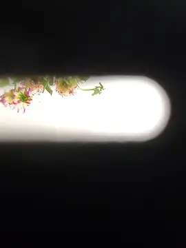 EffectFiona