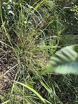 Wjb156888 - 口爆：内射