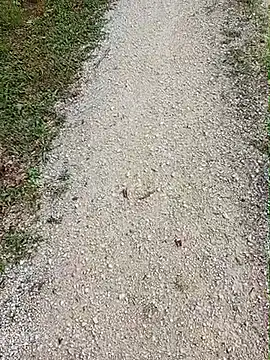 Marchigiana - BLOWJOB LOOKING STRANGER WIN 2 VIDEOS