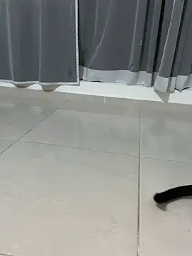 Sofiakitty_love - twerk