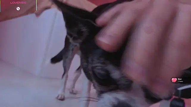 Elis_Fox - PLAY WITH PUSSY CLOSE-UP, GIRL! >3
