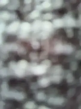 Taotao-1