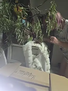 Sophie_Bell - massage tits