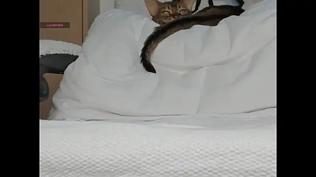 ElunorLIve - spread my pussy