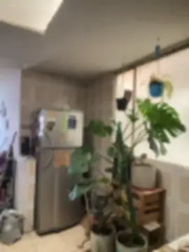 -Cattleya- - Show pussy