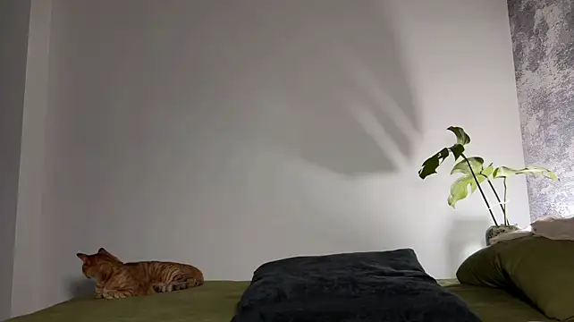 MeowLili