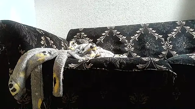 Nerd_couple - peitos