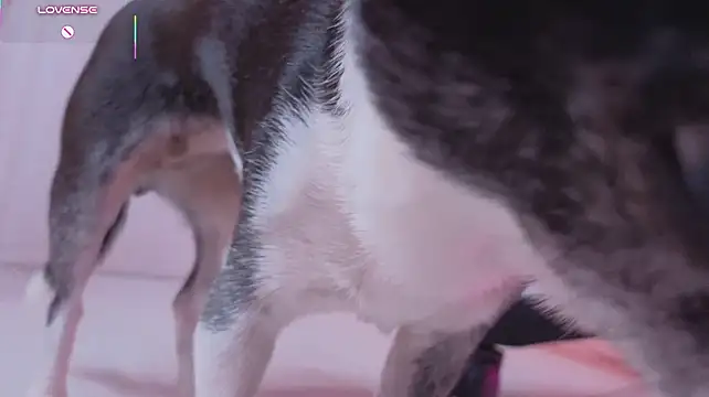Elis_Fox - DOGGY POSE & FINGER PUSSY <3