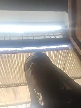 Ishani_sharmaa