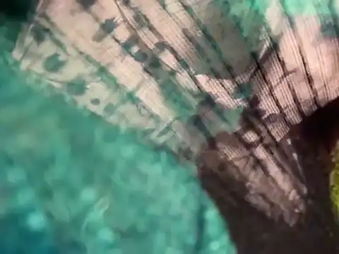 Miss_Navyaaaa - NAKED