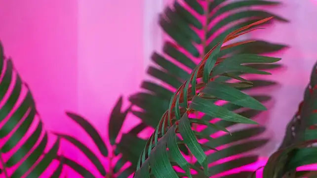 EssenaMonroe