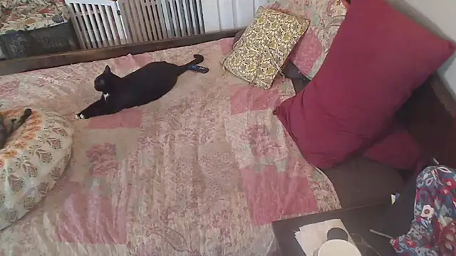 Ireallysquirt - ✨✨PUSSY FLASH ✨✨