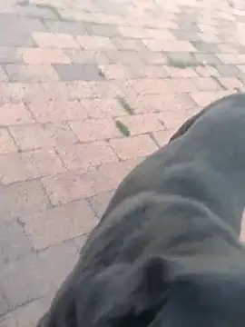 SaraThonson_ - 😈spank ass + show pussy😍