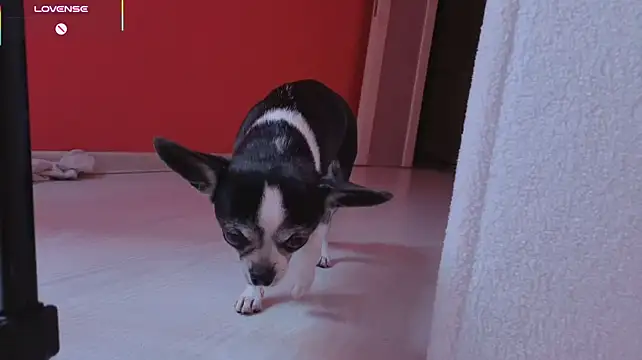 Elis_Fox - TEASE PUSSY WITH DILDO ;p