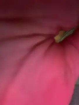 PollyLolly - Take off top for best boobs view MEN WC
