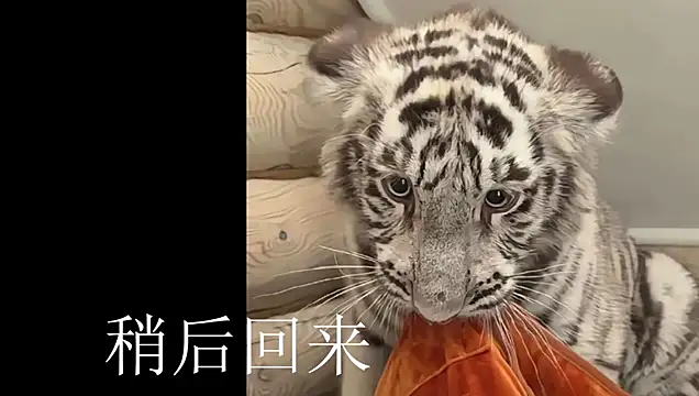 Xiaoai_007 - 半脱内内打屁股10下