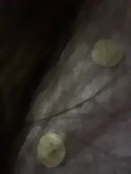 Xinxin888_ - 精油抹胸诱惑2分钟