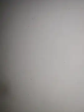 Nepali_bulbul - Pussy show.🤤🥵